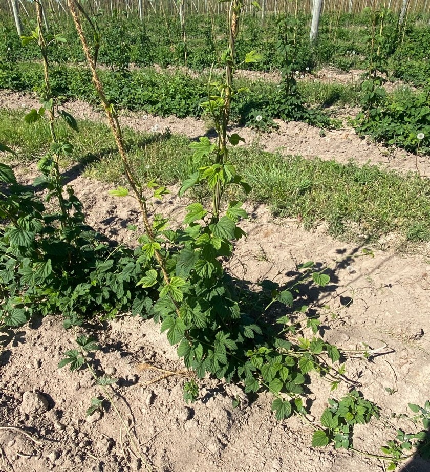 Dry hops